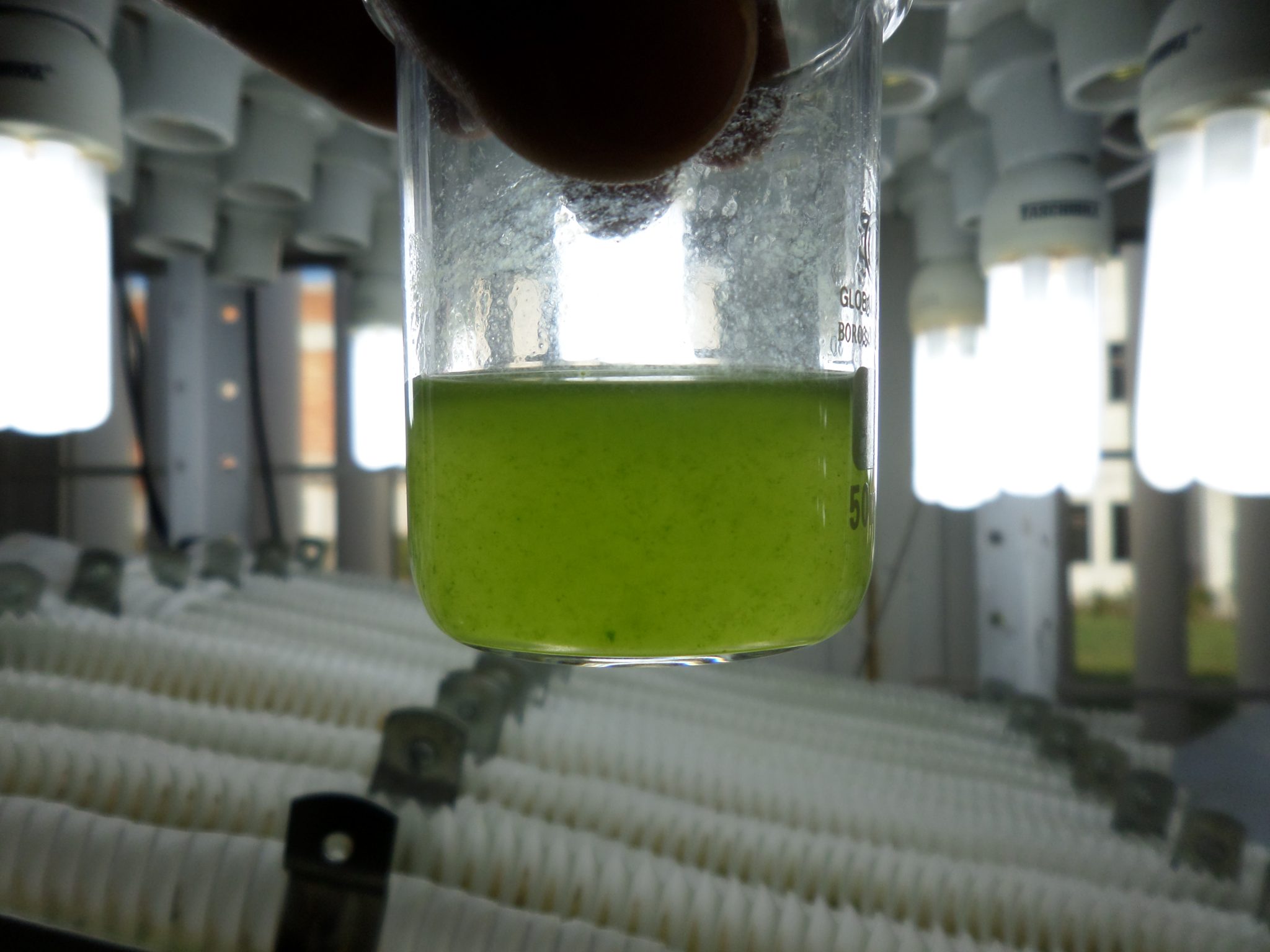 Microalgas