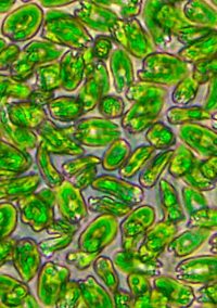 Microalgas: ilimitadas possibilidades?